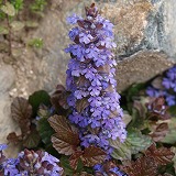 Ajuga reptans-s.jpg(15424 byte)